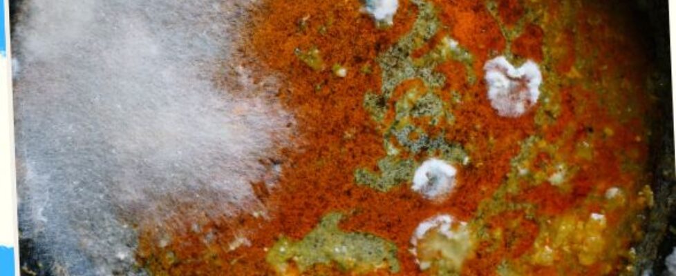 Mold Allergy