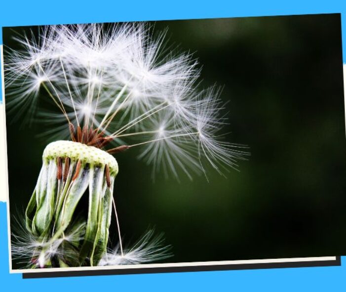 Understanding Allergy