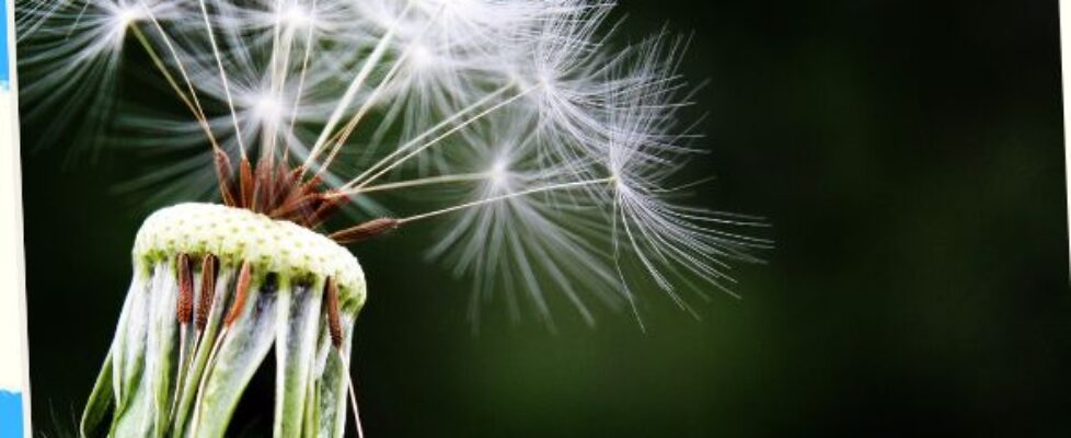 Understanding Allergy